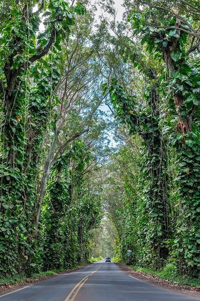 Tunnel of trees-Maluhia Road-Kauai-Hawaii-USA
